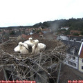 14_45-nest.jpg