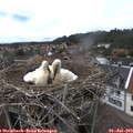 14_50-nest.jpg