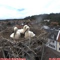 14_55-nest.jpg