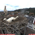 15_00-nest.jpg
