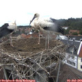 15_05-nest.jpg