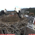 15_10-nest.jpg