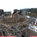 15_15-nest.jpg