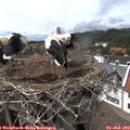 15_20-nest.jpg
