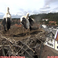 15_25-nest.jpg
