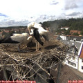 15_30-nest.jpg