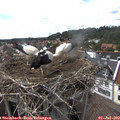 15_35-nest.jpg