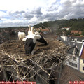15_40-nest.jpg