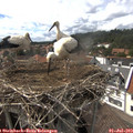 15_45-nest.jpg