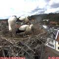 15_50-nest.jpg