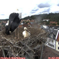 15_55-nest.jpg
