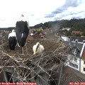 16_00-nest.jpg