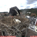 16_05-nest.jpg