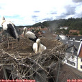 16_10-nest.jpg