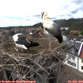 16_15-nest.jpg