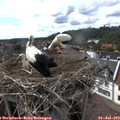 16_25-nest.jpg