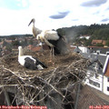 16_30-nest.jpg