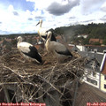 16_35-nest.jpg