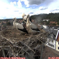 16_40-nest.jpg