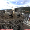 16_45-nest.jpg