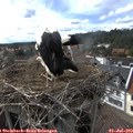 16_50-nest.jpg