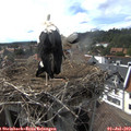 16_55-nest.jpg