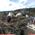 17_00-nest.jpg