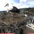 17_05-nest.jpg