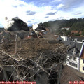 17_10-nest.jpg