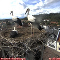 17_15-nest.jpg