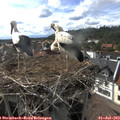 17_20-nest.jpg