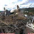17_25-nest.jpg
