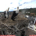 17_30-nest.jpg