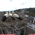17_35-nest.jpg
