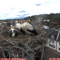 17_40-nest.jpg
