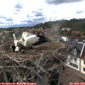 17_45-nest.jpg