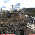 17_50-nest.jpg