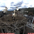 17_55-nest.jpg