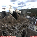 18_00-nest.jpg