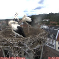 18_05-nest.jpg