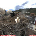 18_10-nest.jpg