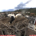 18_15-nest.jpg