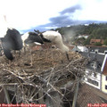 18_20-nest.jpg