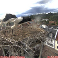 18_25-nest.jpg