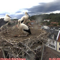 18_30-nest.jpg