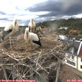 18_35-nest.jpg