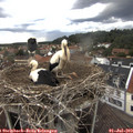 18_40-nest.jpg