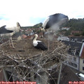 18_50-nest.jpg