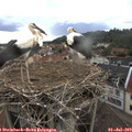18_55-nest.jpg