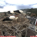 19_00-nest.jpg